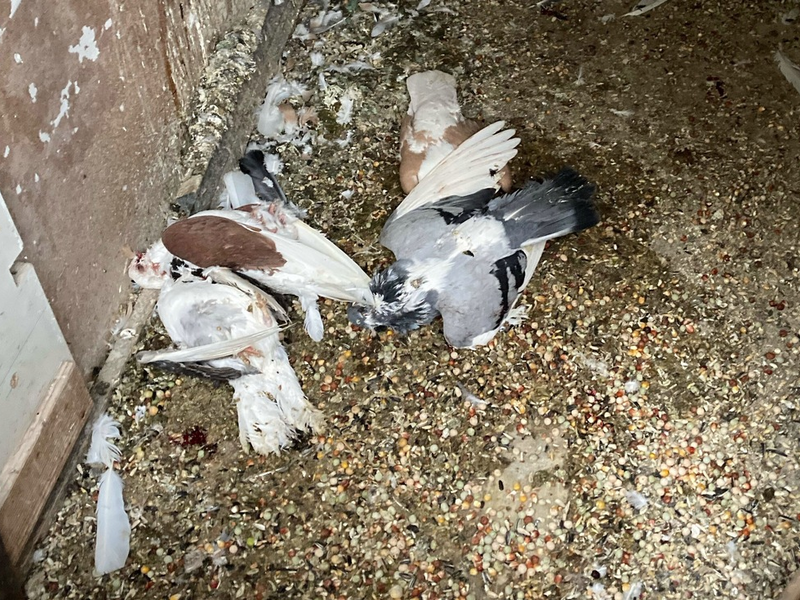 POL-NI: Wer kennt diese Tauben? - Foto: presseportal.de