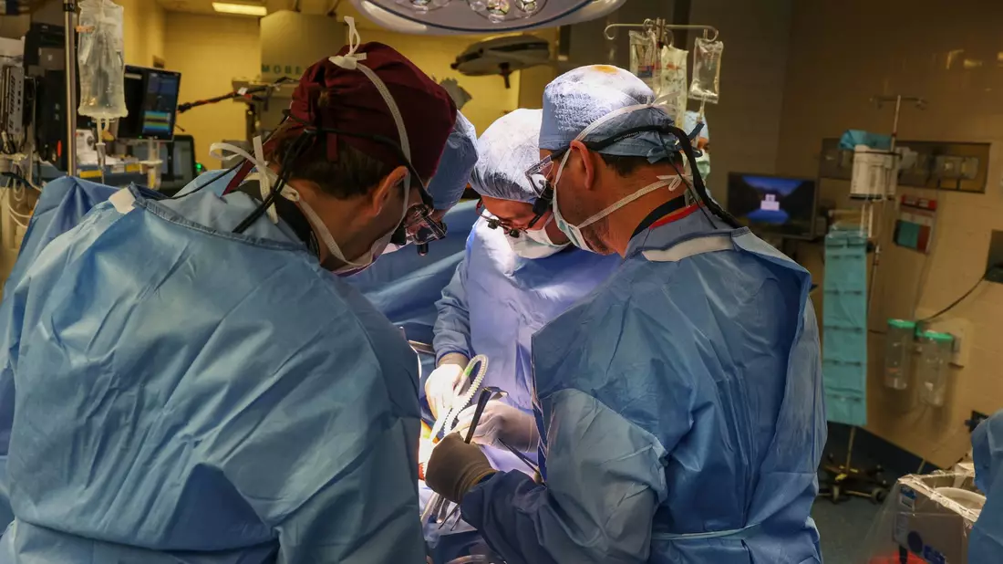 Im Massachusetts General Hospital haben Ärzte einem Patienten eine Schweineniere transplantiert. - Bild: Michelle Rose/Massachusetts General Hospital/dpa