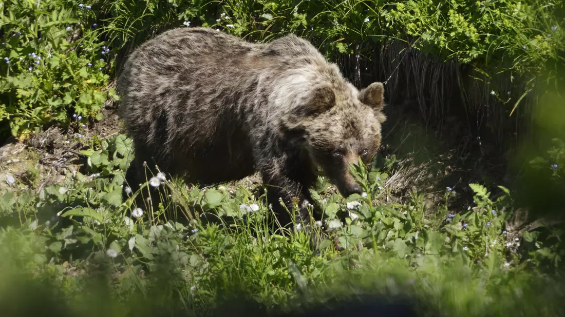 In der Slowakei gibt es rund 1300 freilebende Braunbären. Doch bleibt das Zusammenleben mit dem Menschen nicht ohne Konflikte. - Bild: Milan Kapusta/tasr/dpa
