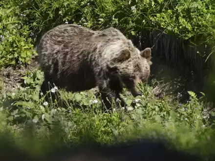 In den slowakischen Wäldern leben nach WWF-Angaben rund 1200 Braunbären. - Foto: Milan Kapusta/tasr/dpa