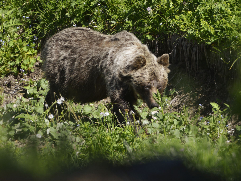 Ein Braunbär ist im Tal Zadné Me?odoly in Tatranská Javorina unterwegs. (Archivbild) - Foto: Milan Kapusta/tasr/dpa