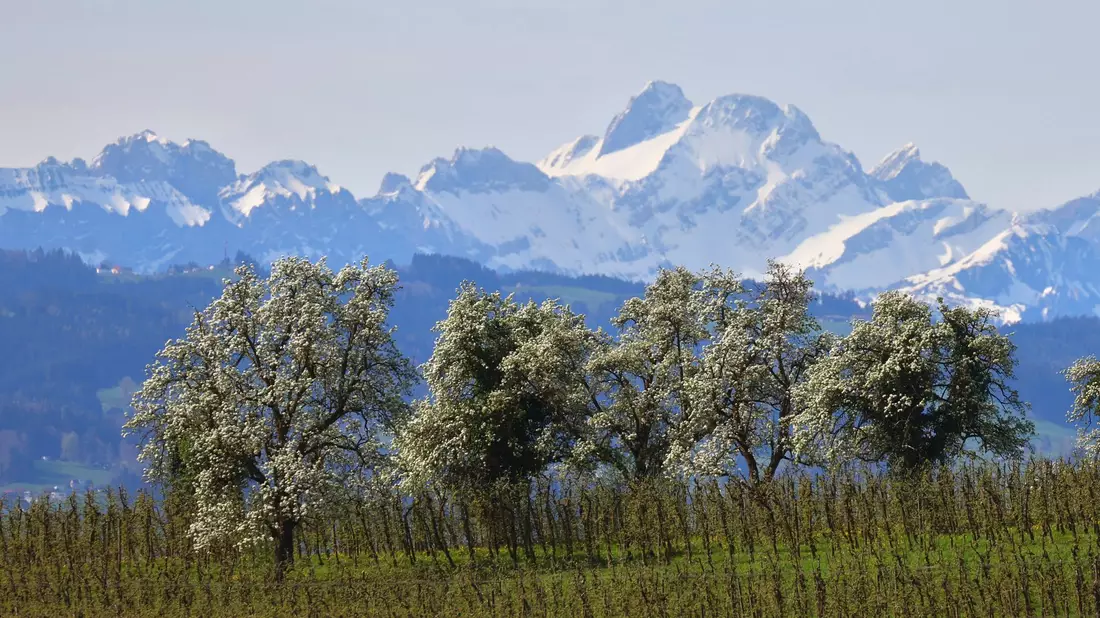 Blühende Obstbäume stehen hinter einer Plantage vor den schneebedeckten Bergen im bayrischen Lindau. - Bild: Karl-Josef Hildenbrand/dpa