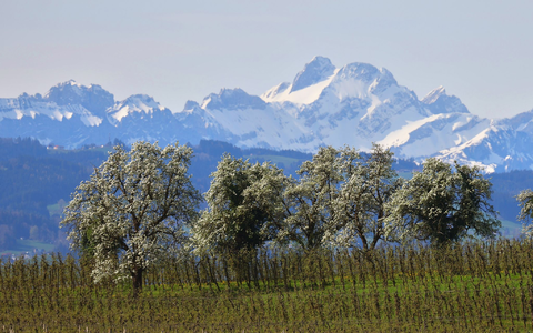 Blühende Obstbäume stehen hinter einer Plantage vor den schneebedeckten Bergen im bayrischen Lindau. - Foto: Karl-Josef Hildenbrand/dpa