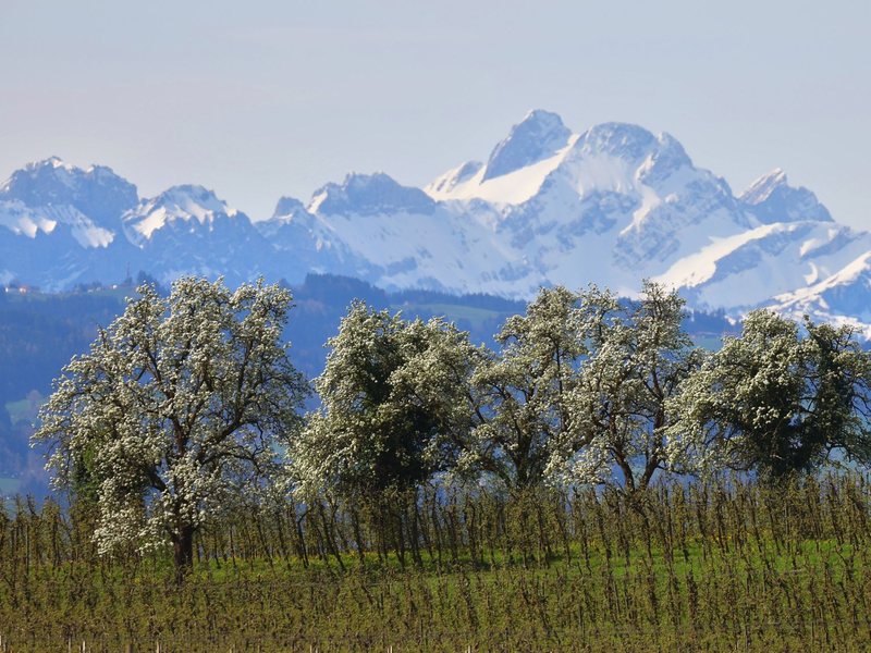 Blühende Obstbäume stehen hinter einer Plantage vor den schneebedeckten Bergen im bayrischen Lindau. - Foto: Karl-Josef Hildenbrand/dpa