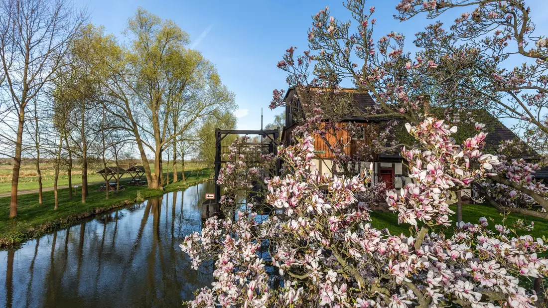 Eine Magnolie blüht in der Frühlingssonne an einem Fließ im Spreewald. - Bild: Frank Hammerschmidt/dpa