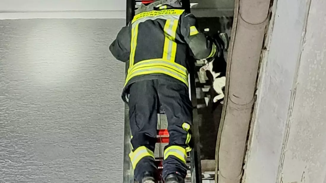 FW-EN: Tierrettung - Feuerwehr befreit Katze vom Dach - Bild: presseportal.de