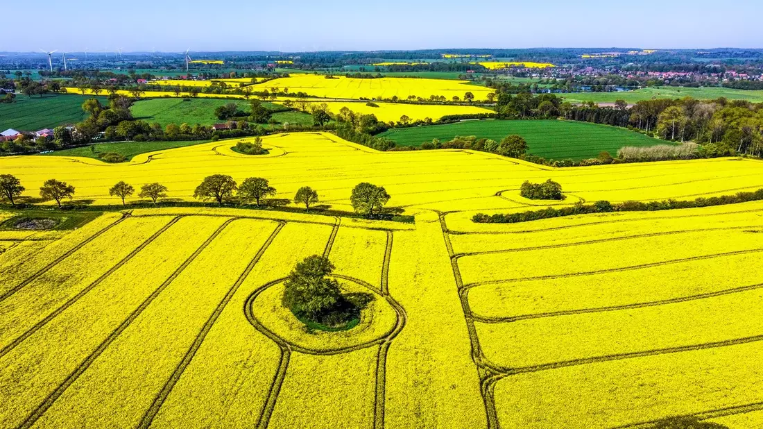 Rapsblüte 2024 / Ein Symbol für Vielfalt und Nachhaltigkeit in der Landwirtschaft - Bild: presseportal.de