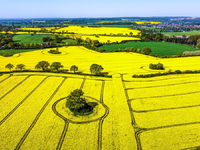 Rapsblüte 2024 / Ein Symbol für Vielfalt und Nachhaltigkeit in der Landwirtschaft - Foto: presseportal.de