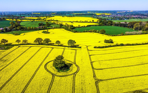 Rapsblüte 2024 / Ein Symbol für Vielfalt und Nachhaltigkeit in der Landwirtschaft - Foto: presseportal.de Rapsblüte 2024 / Ein Symbol für Vielfalt und Nachhaltigkeit in der Landwirtschaft - Foto: presseportal.de