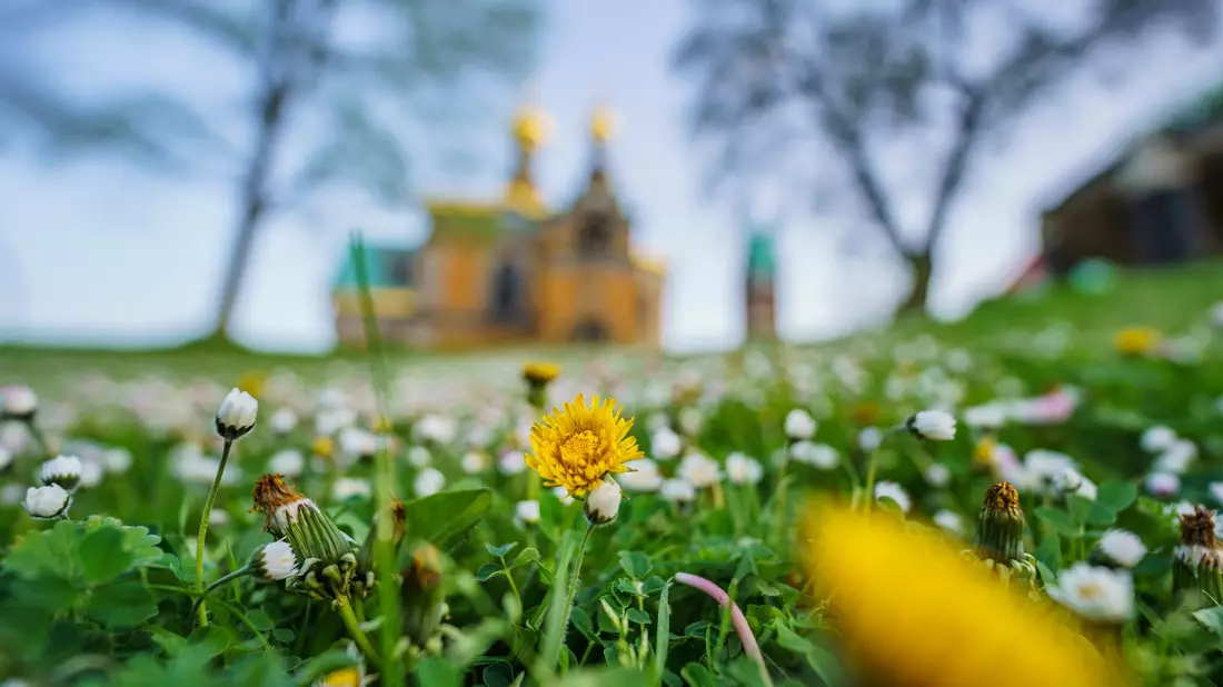 Gänseblümchen und Löwenzahn auf einer Wiese vor der russische Kapelle auf der Mathildenhöhe in Darmstadt. - Bild: Andreas Arnold/dpa