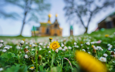 Gänseblümchen und Löwenzahn auf einer Wiese vor der russische Kapelle auf der Mathildenhöhe in Darmstadt. - Foto: Andreas Arnold/dpa