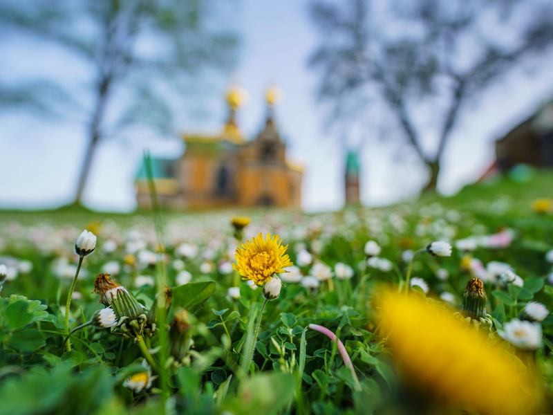 Gänseblümchen und Löwenzahn auf einer Wiese vor der russische Kapelle auf der Mathildenhöhe in Darmstadt. - Foto: Andreas Arnold/dpa