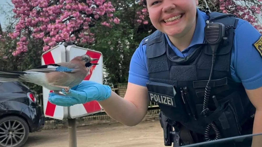 POL-DA: Darmstadt: Orientierungsloser Eichelhäher ruft Polizei auf den Plan - Bild: presseportal.de