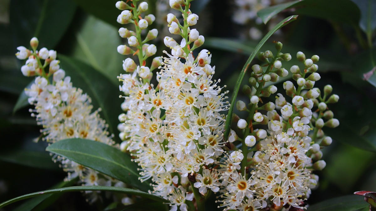 Bund deutscher Baumschulen (BdB) e.V.: Der Kirschlorbeer ist besser als sein Ruf - Foto: presseportal.de