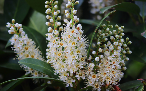Bund deutscher Baumschulen (BdB) e.V.: Der Kirschlorbeer ist besser als sein Ruf - Foto: presseportal.de