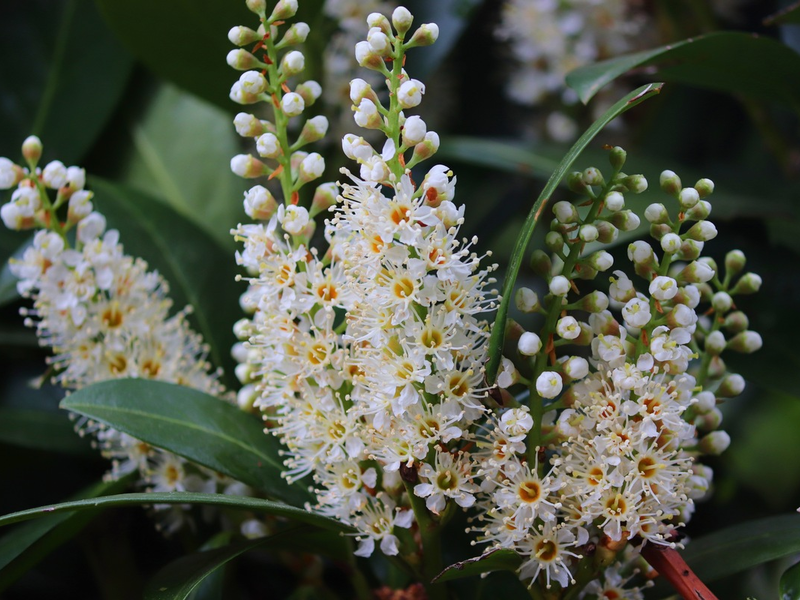 Bund deutscher Baumschulen (BdB) e.V.: Der Kirschlorbeer ist besser als sein Ruf - Foto: presseportal.de
