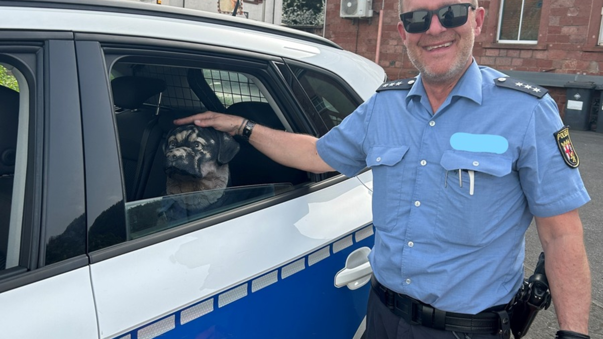 POL-PDLD: Toter Hund auf dem Parkplatz der B10 am Barbarossatunnel... - Foto: presseportal.de