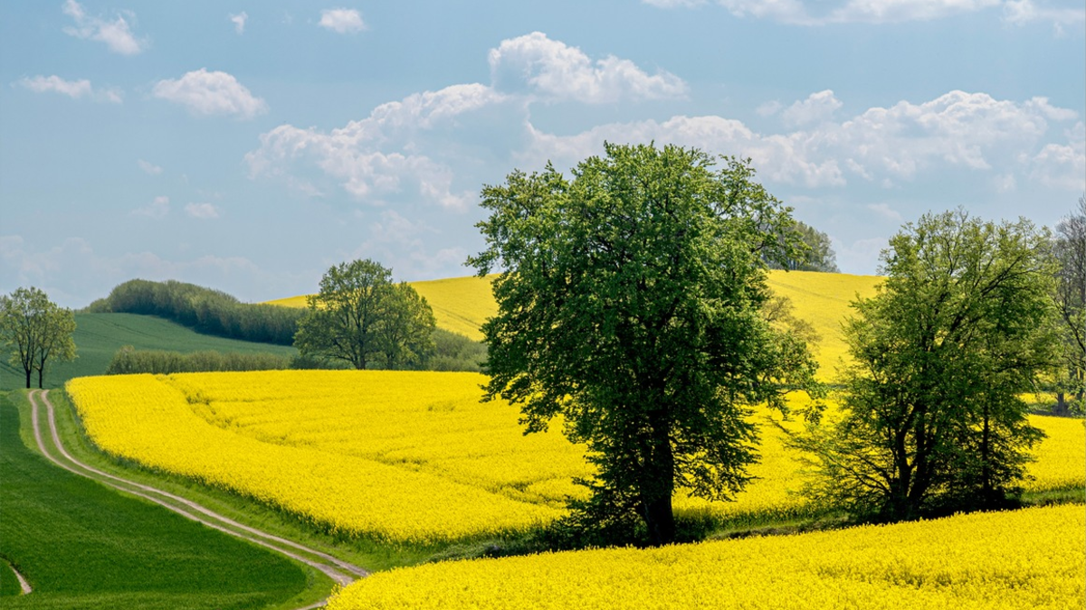Rapsblüte 2024 / Start der Rapsblüte 2024 - Foto: presseportal.de