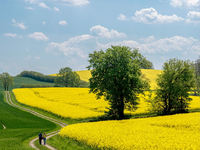 Rapsblüte 2024 / Start der Rapsblüte 2024 - Foto: presseportal.de