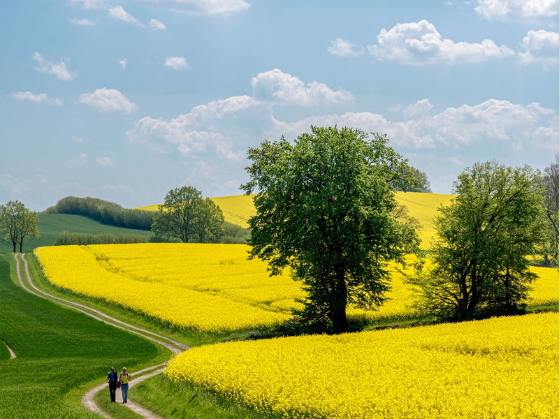 Rapsblüte 2024 / Start der Rapsblüte 2024 - Foto: presseportal.de