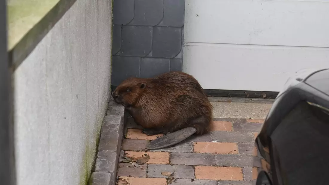 POL-HI: SARSTEDT (kla) Biber im Stadtgebiet unterwegs - Bild: presseportal.de
