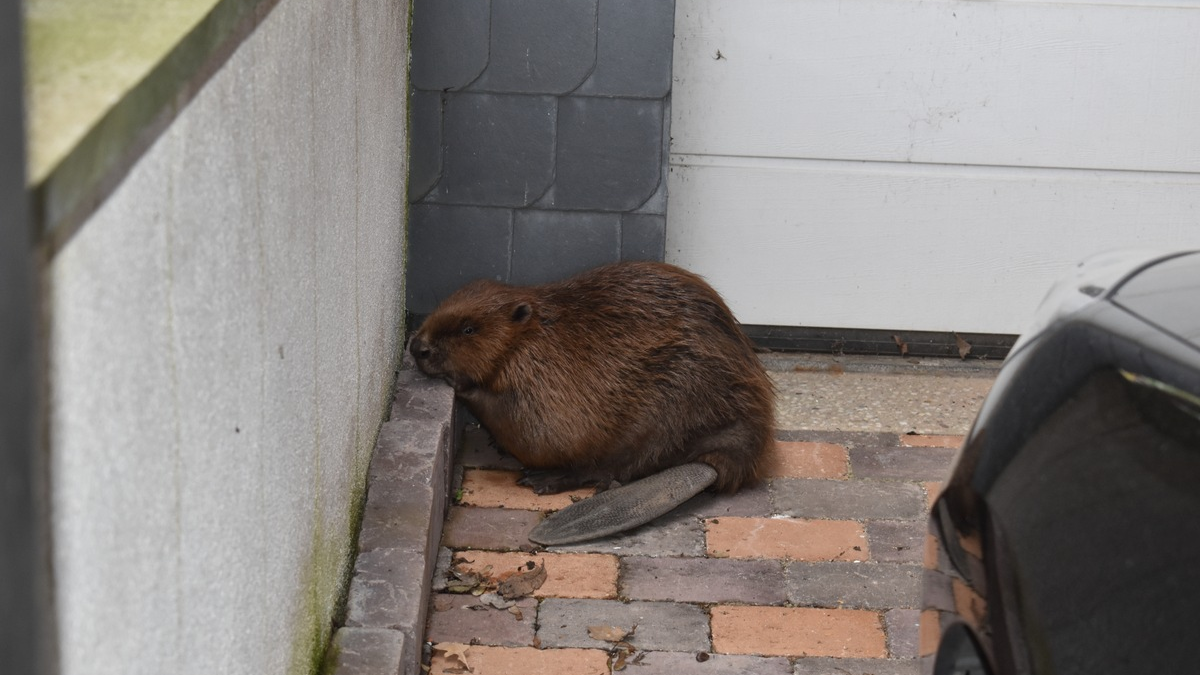 POL-HI: SARSTEDT (kla) Biber im Stadtgebiet unterwegs - Foto: presseportal.de
