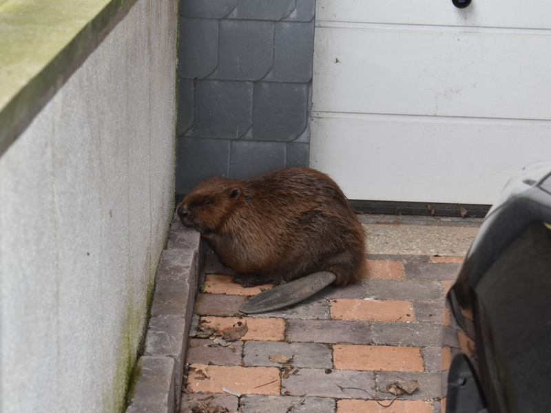 POL-HI: SARSTEDT (kla) Biber im Stadtgebiet unterwegs - Foto: presseportal.de