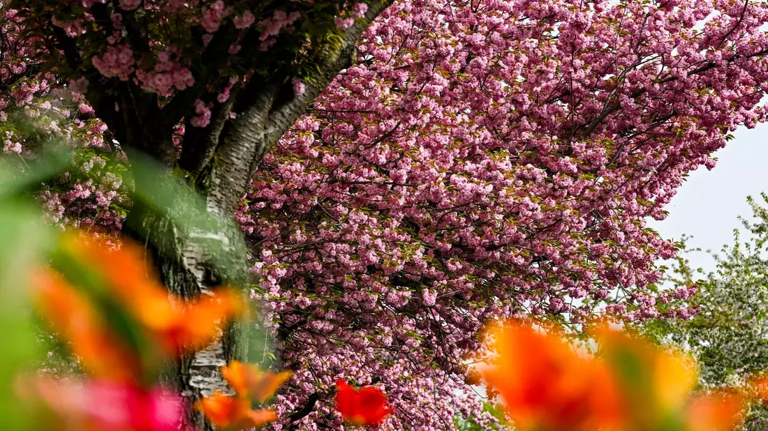 Japanische Zier-Kirschen in Berlin. - Bild: Jens Kalaene/dpa