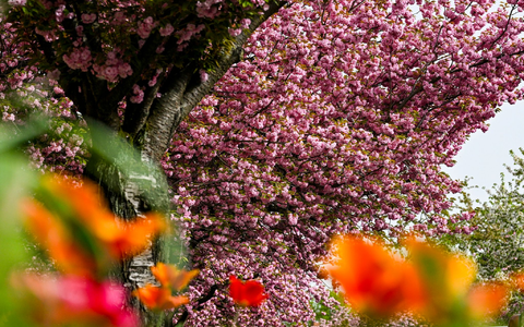 Japanische Zier-Kirschen in Berlin. - Foto: Jens Kalaene/dpa
