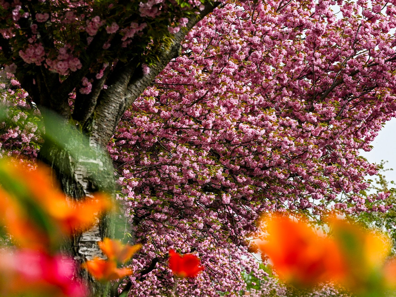 Japanische Zier-Kirschen in Berlin. - Foto: Jens Kalaene/dpa