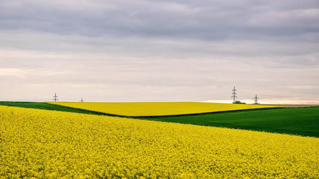 Rapsblüte 2024 / Schlüsselkultur der deutschen Landwirtschaft - Bild: presseportal.de