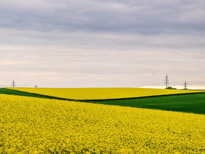 Rapsblüte 2024 / Schlüsselkultur der deutschen Landwirtschaft - Foto: presseportal.de
