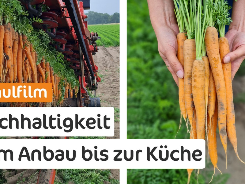 Schulfilm: Möhren, Superfood für eine nachhaltige Zukunft - Foto: presseportal.de