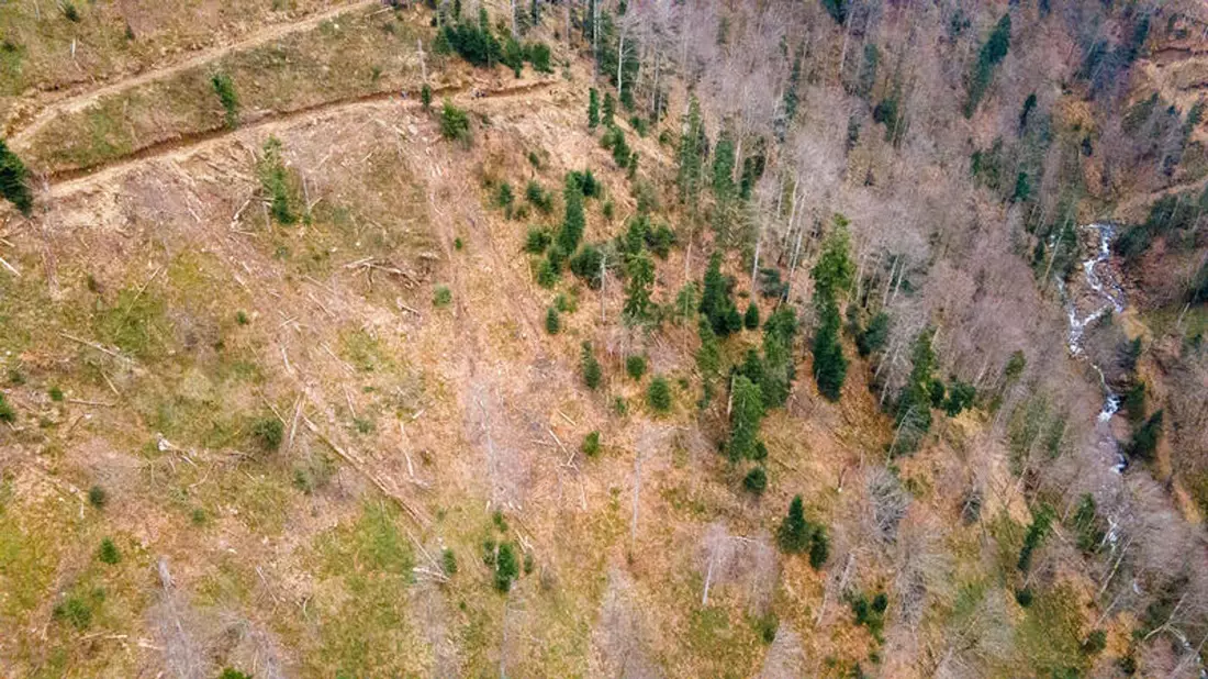 Die Umweltschutzorganisation Greenpeace wirft Ikea vor, an der Abholzung von Wäldern in Rumänien beteiligt zu sein. - Bild: -/Greenpeace CEE - Rumänien/dpa