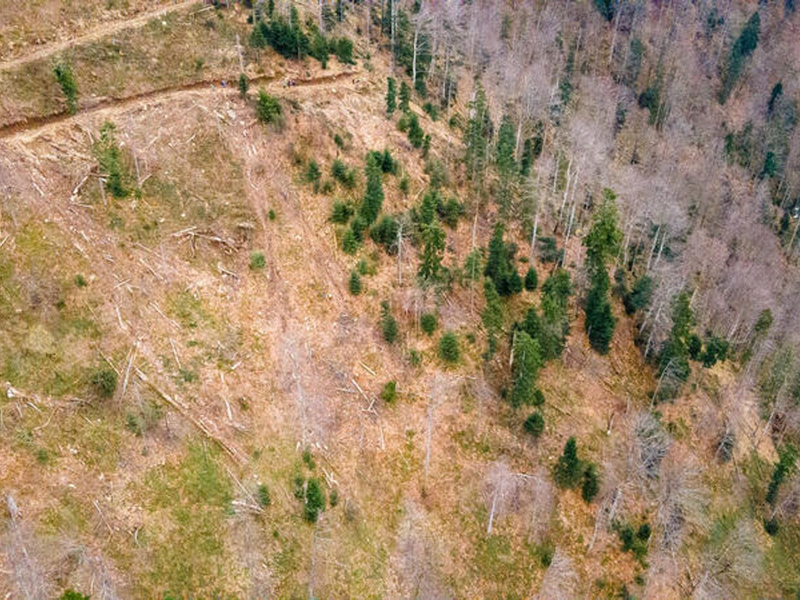 Die Umweltschutzorganisation Greenpeace wirft Ikea vor, an der Abholzung von Wäldern in Rumänien beteiligt zu sein. - Foto: -/Greenpeace CEE - Rumänien/dpa
