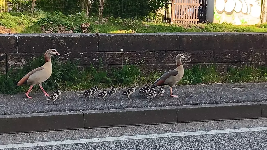 POL-PDPS: Die abenteuerliche Reise der Familie Nilgans - Bild: presseportal.de