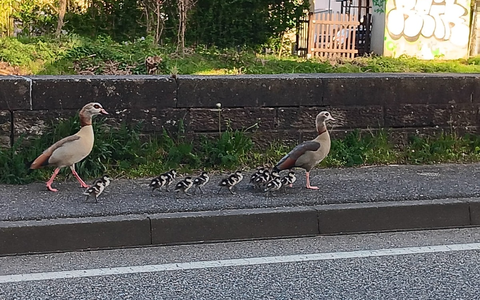 POL-PDPS: Die abenteuerliche Reise der Familie Nilgans - Foto: presseportal.de