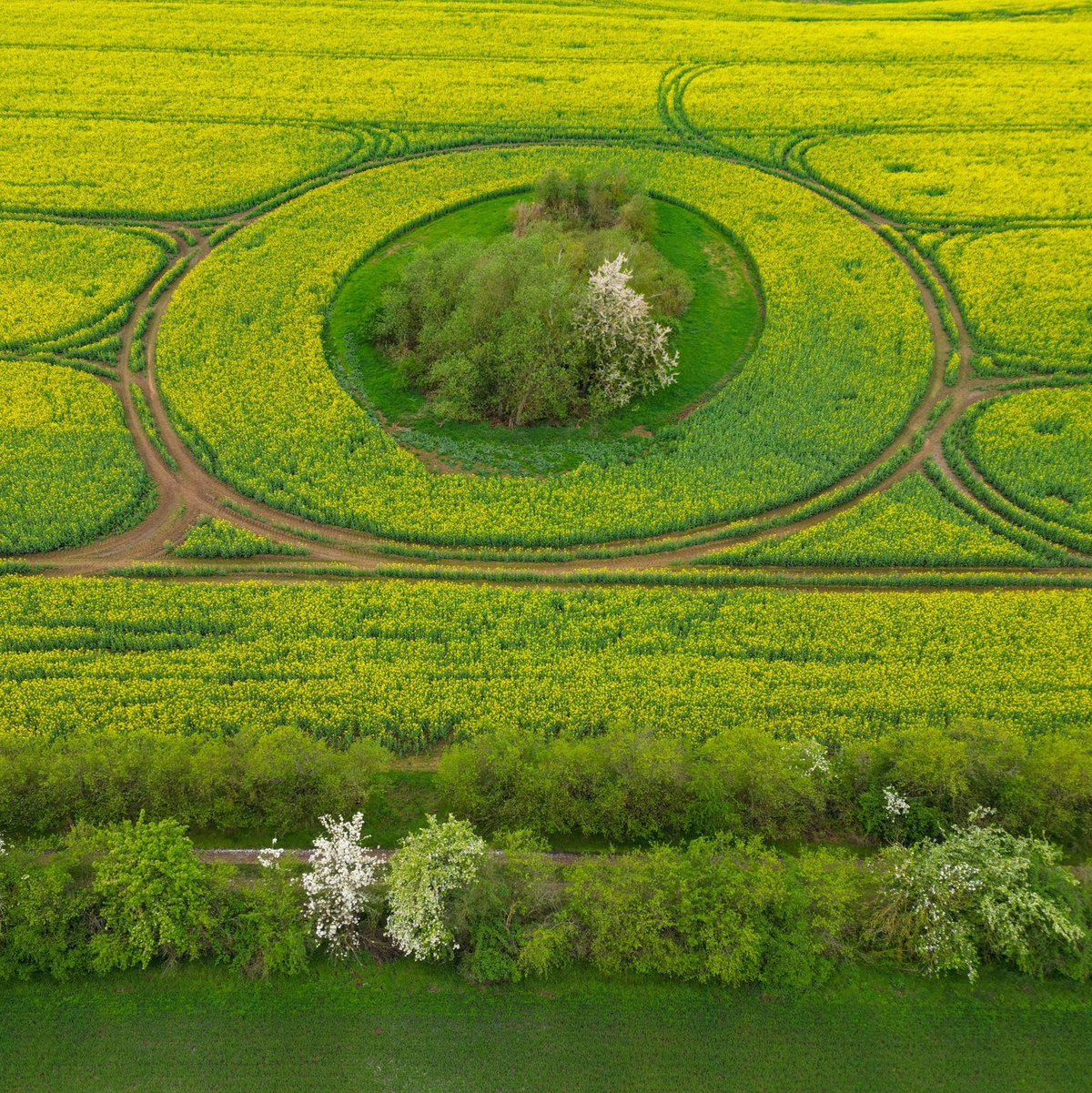 Ein Rapsfeld im Osten von Brandenburg: «Ein kurzer Ausblick auf das kommende Wochenende verspricht im Süden freundliches, teils auch sonniges Wetter», so Meteorologen. - Foto: Patrick Pleul/dpa
