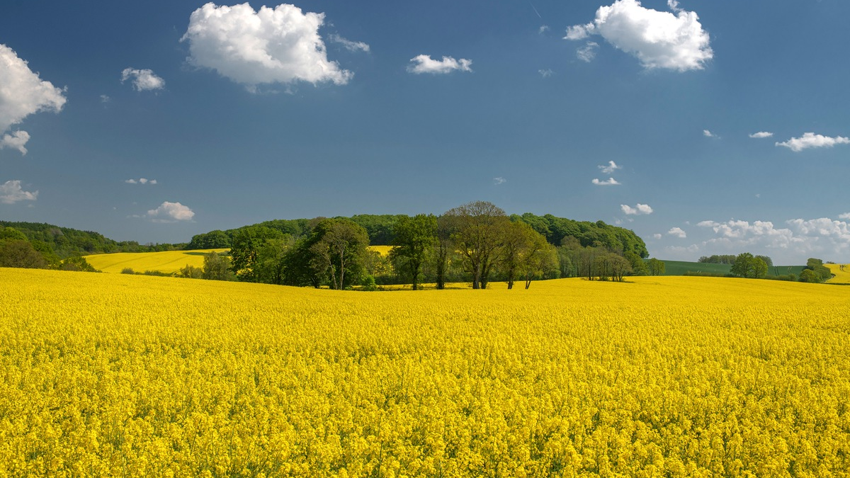 Rapsblüte 2024 / Gelb blühendes Bienenparadies - Foto: presseportal.de