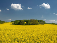Rapsblüte 2024 / Gelb blühendes Bienenparadies - Foto: presseportal.de