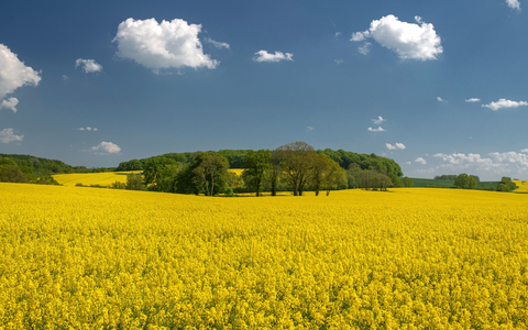 Rapsblüte 2024 / Gelb blühendes Bienenparadies - Foto: presseportal.de