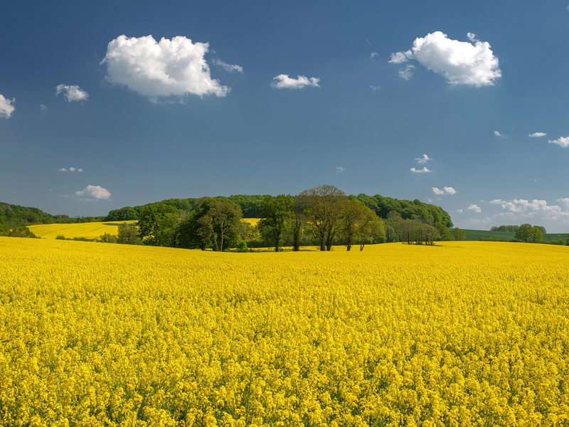Rapsblüte 2024 / Gelb blühendes Bienenparadies - Foto: presseportal.de