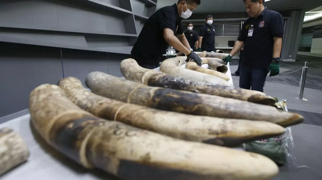Thailändische Zollbeamte in Bangkok mit geschmuggelten und beschlagnahmten Elefantenstoßzähnen aus Nigeria. - Bild: Sakchai Lalit/AP/dpa