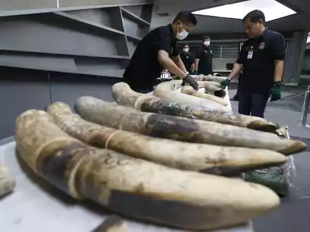 Thailändische Zollbeamte in Bangkok mit geschmuggelten und beschlagnahmten Elefantenstoßzähnen aus Nigeria. - Foto: Sakchai Lalit/AP/dpa