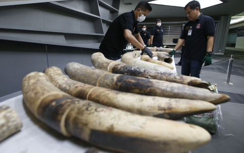 Thailändische Zollbeamte in Bangkok mit geschmuggelten und beschlagnahmten Elefantenstoßzähnen aus Nigeria. - Foto: Sakchai Lalit/AP/dpa