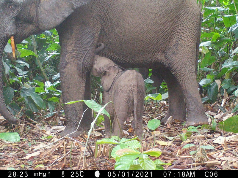 Neue Studie belegt: FSC-Standard erhält die Artenvielfalt in tropischen Wäldern - Foto: presseportal.de