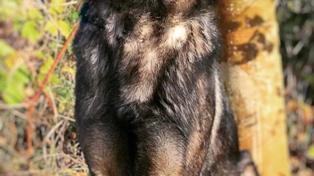 HZA-K: Zoll: Zwei Nächte, vier Spürnasen und 218 Kilogramm Marihuana/Drogen für fast 5,5 Millionen Euro in Paketen auf dem Weg aus den USA in die Niederlande - Foto: presseportal.de