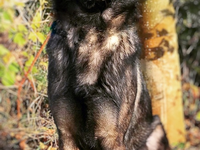 HZA-K: Zoll: Zwei Nächte, vier Spürnasen und 218 Kilogramm Marihuana/Drogen für fast 5,5 Millionen Euro in Paketen auf dem Weg aus den USA in die Niederlande - Foto: presseportal.de