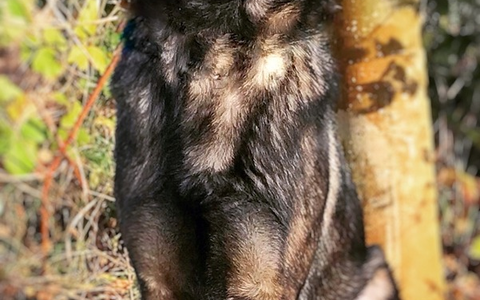 HZA-K: Zoll: Zwei Nächte, vier Spürnasen und 218 Kilogramm Marihuana/Drogen für fast 5,5 Millionen Euro in Paketen auf dem Weg aus den USA in die Niederlande - Foto: presseportal.de