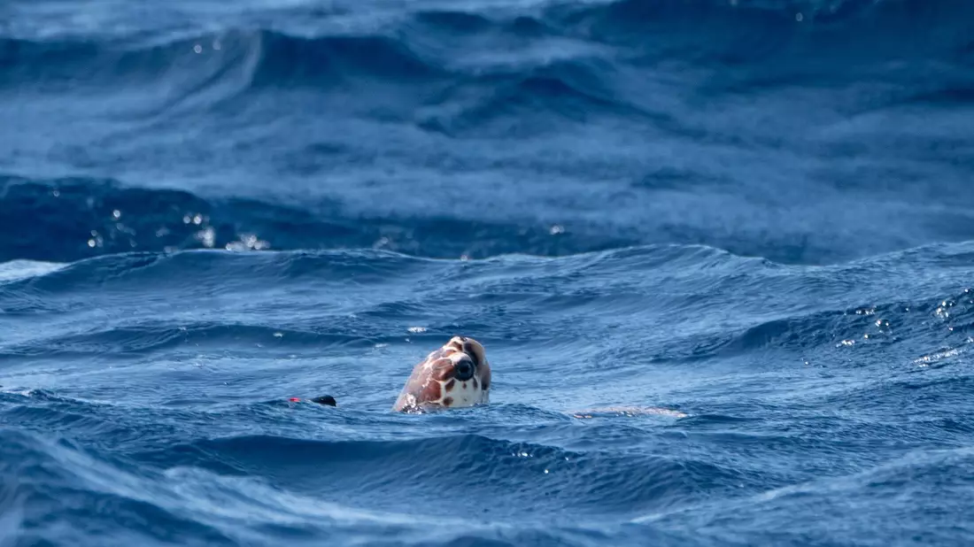 Unechte Karettschildkröten sind stark von der Wassertemperatur abhängig - das könnte ihnen auch zum Verhängnis werden. - Bild: Ben Birchall/Press Association/dpa